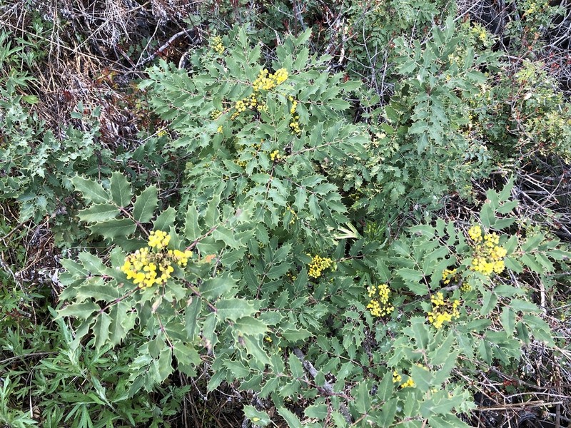 Shining Netvein Barberry photo 2