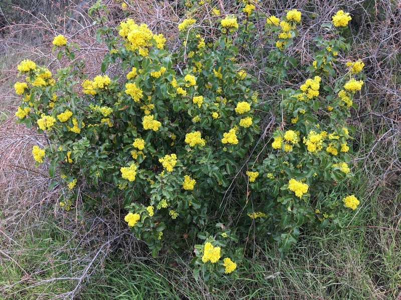 Shining Netvein Barberry photo 3