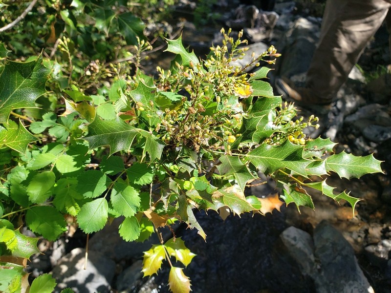 Shining Netvein Barberry photo 4