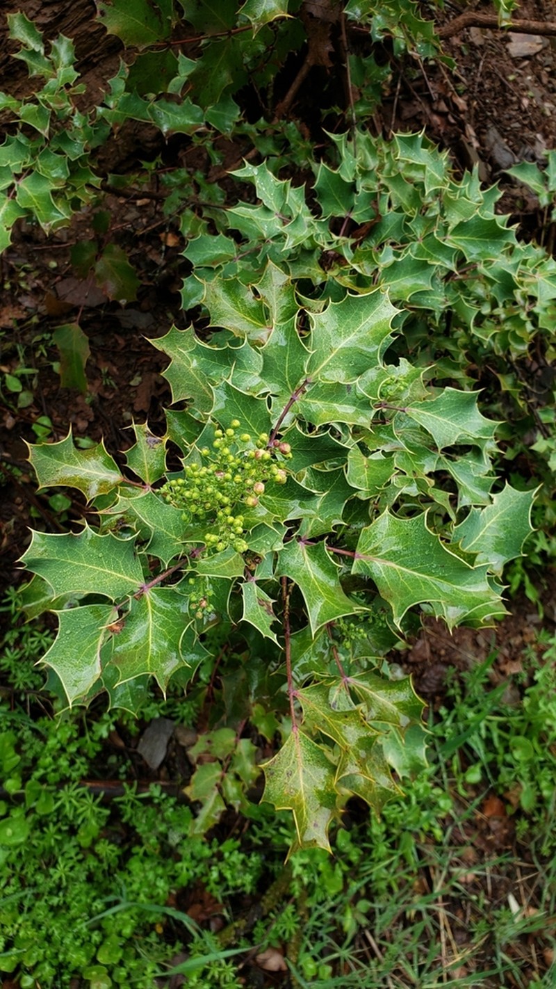 Shining Netvein Barberry photo 5