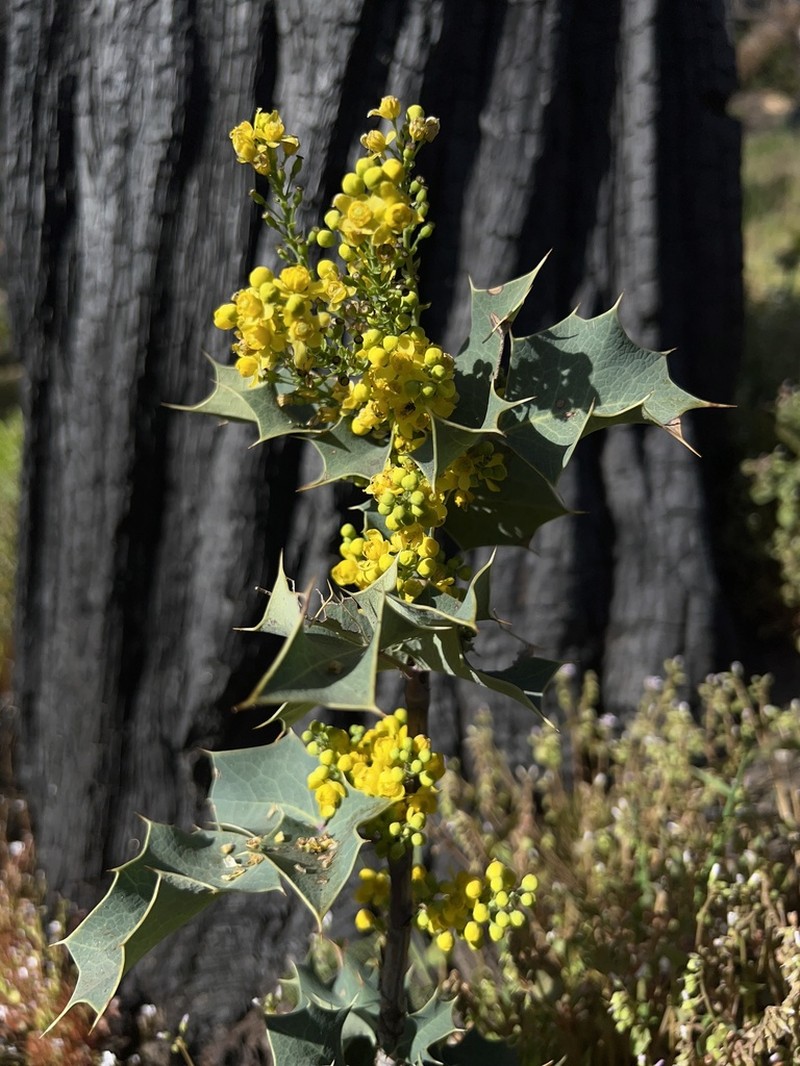 Shining Netvein Barberry photo 6