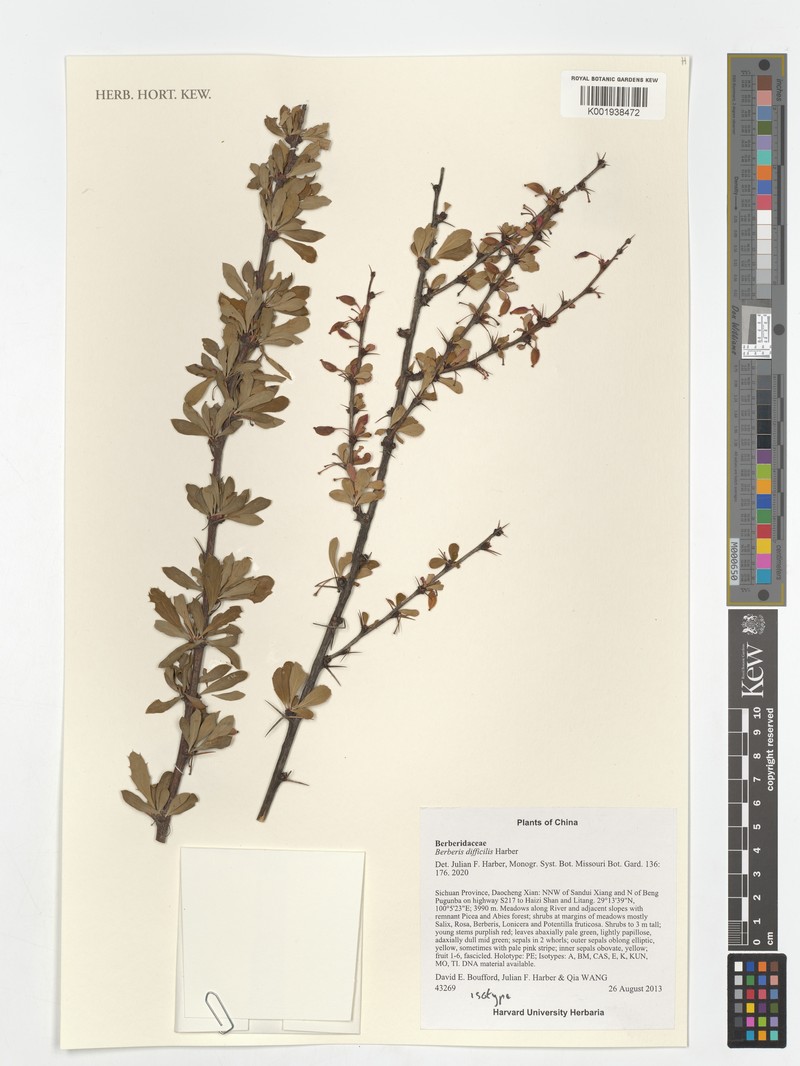 Berberis difficilis