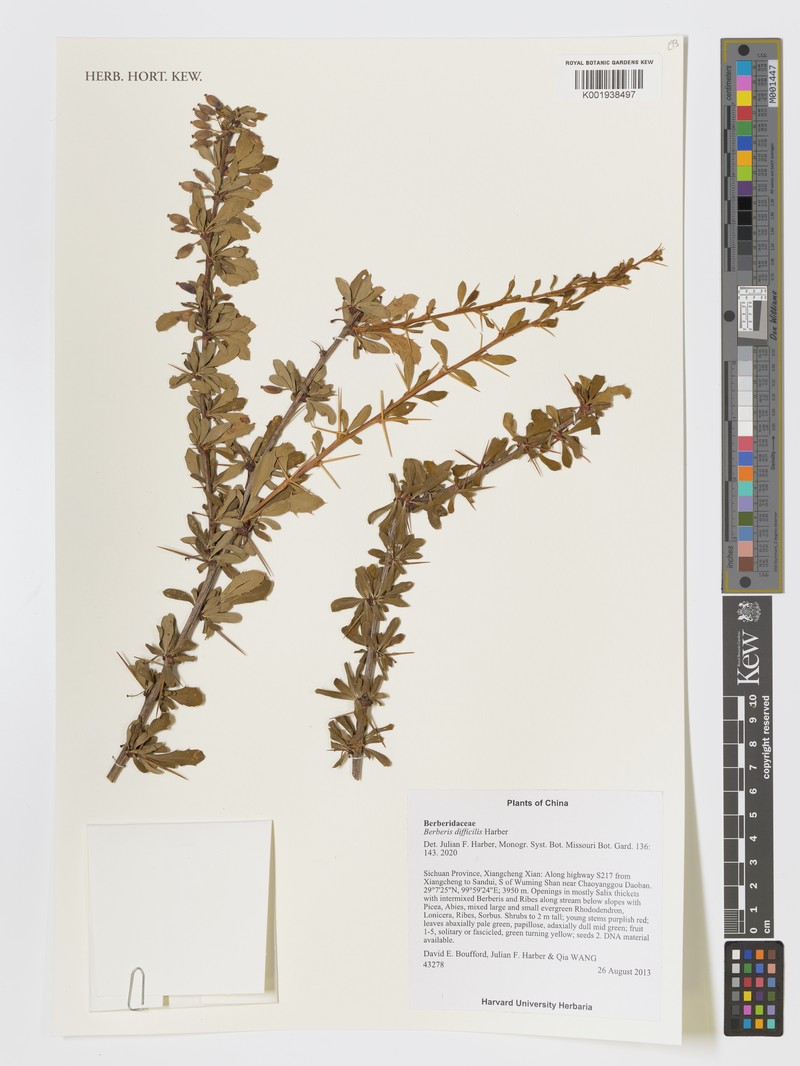 Berberis difficilis photo 2