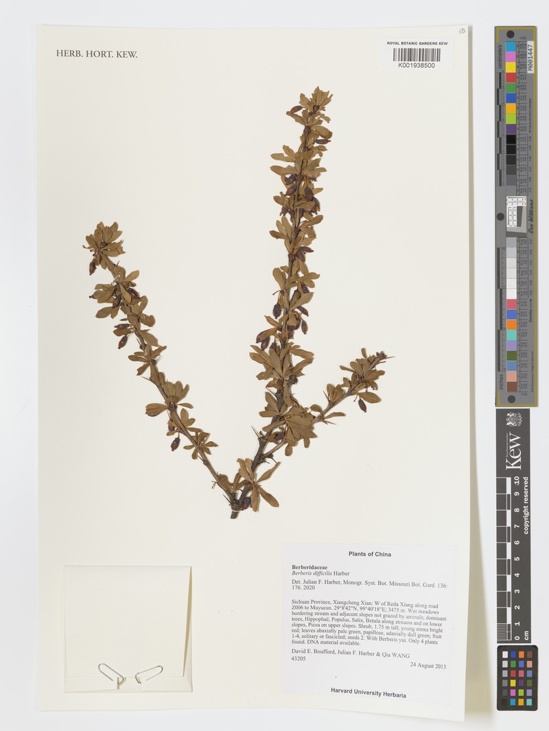 Berberis difficilis photo 3