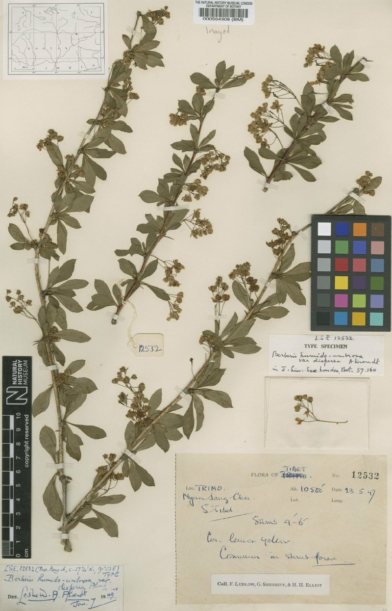 Berberis dispersa