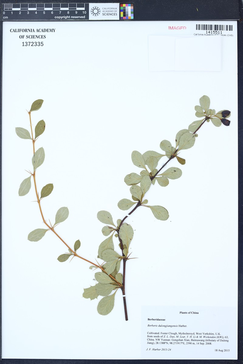 Berberis dulongjiangensis