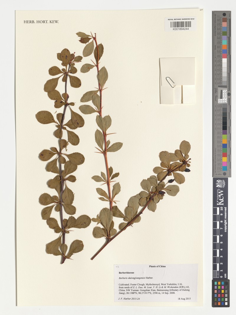 Berberis dulongjiangensis photo 2