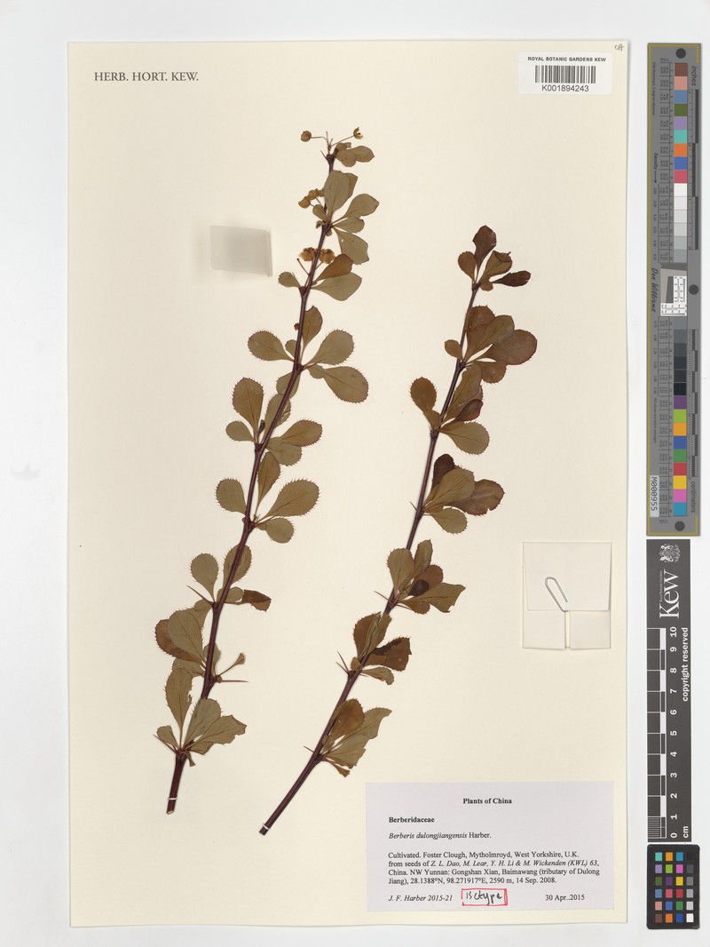 Berberis dulongjiangensis photo 3