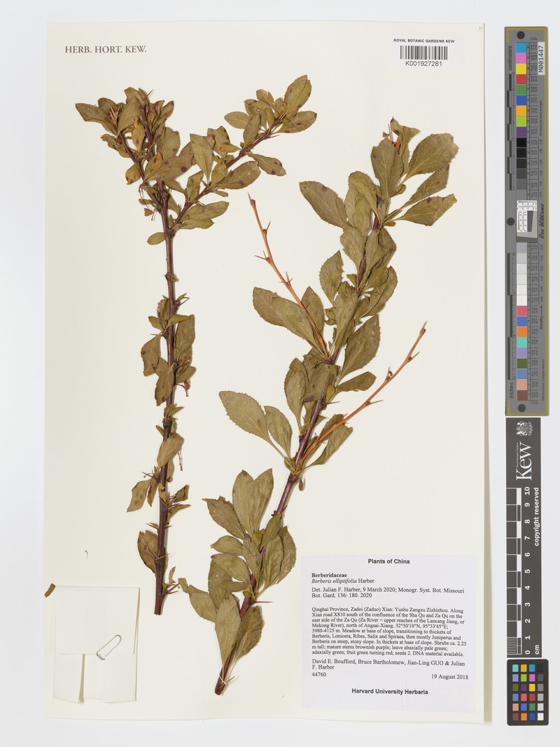 Berberis elliptifolia