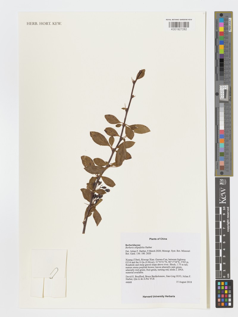Berberis elliptifolia photo 2