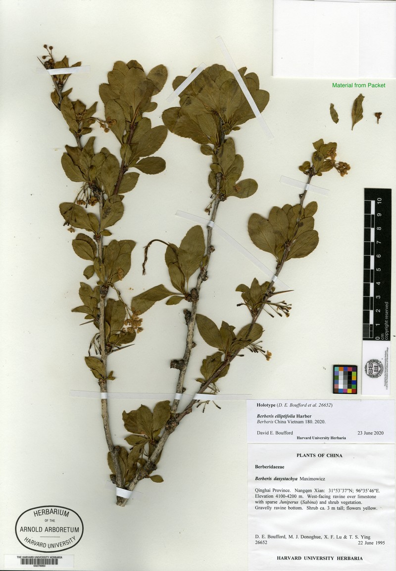 Berberis elliptifolia photo 3