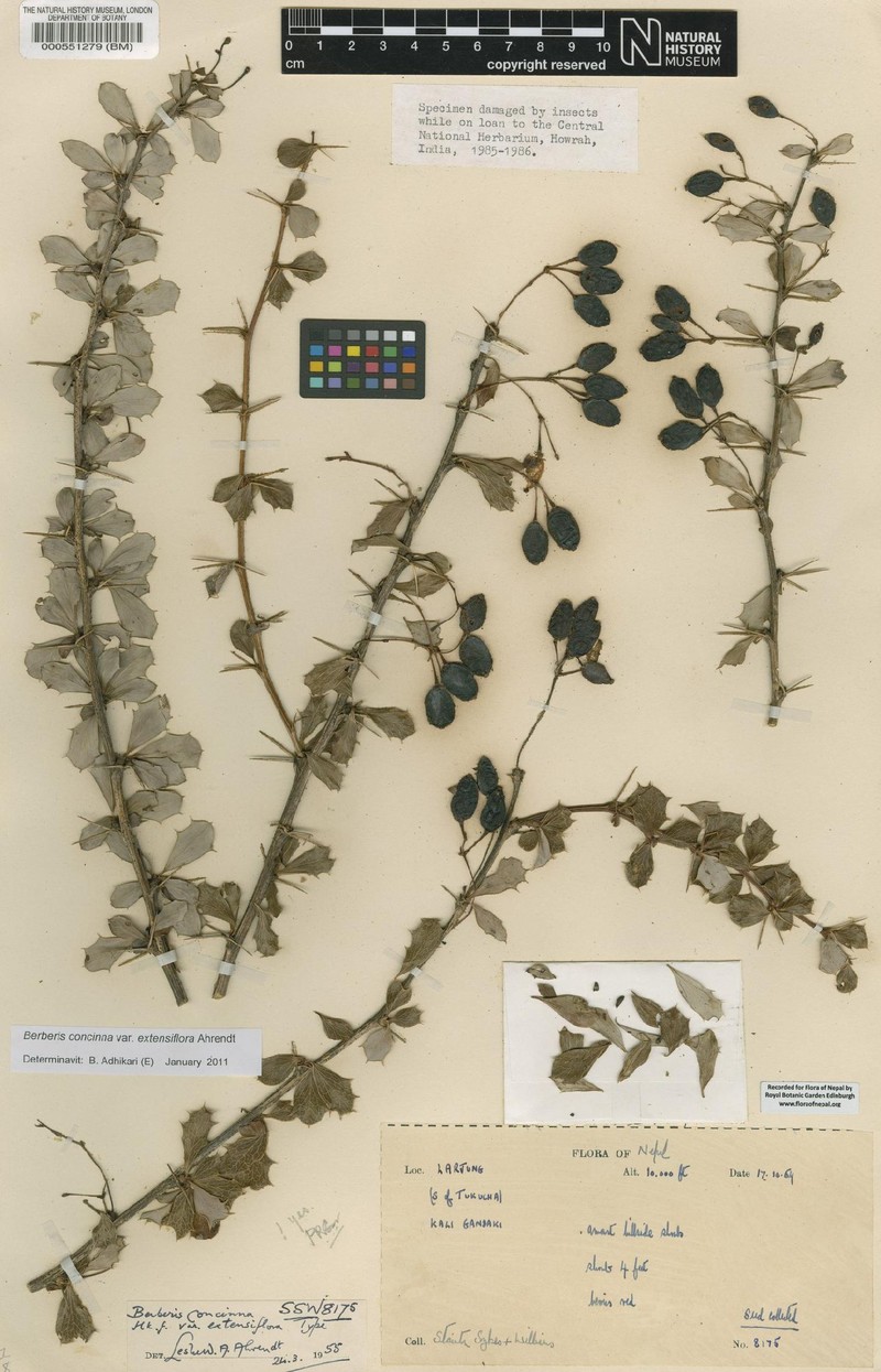 Berberis extensiflora