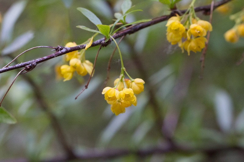 Colorado Barberry photo 2