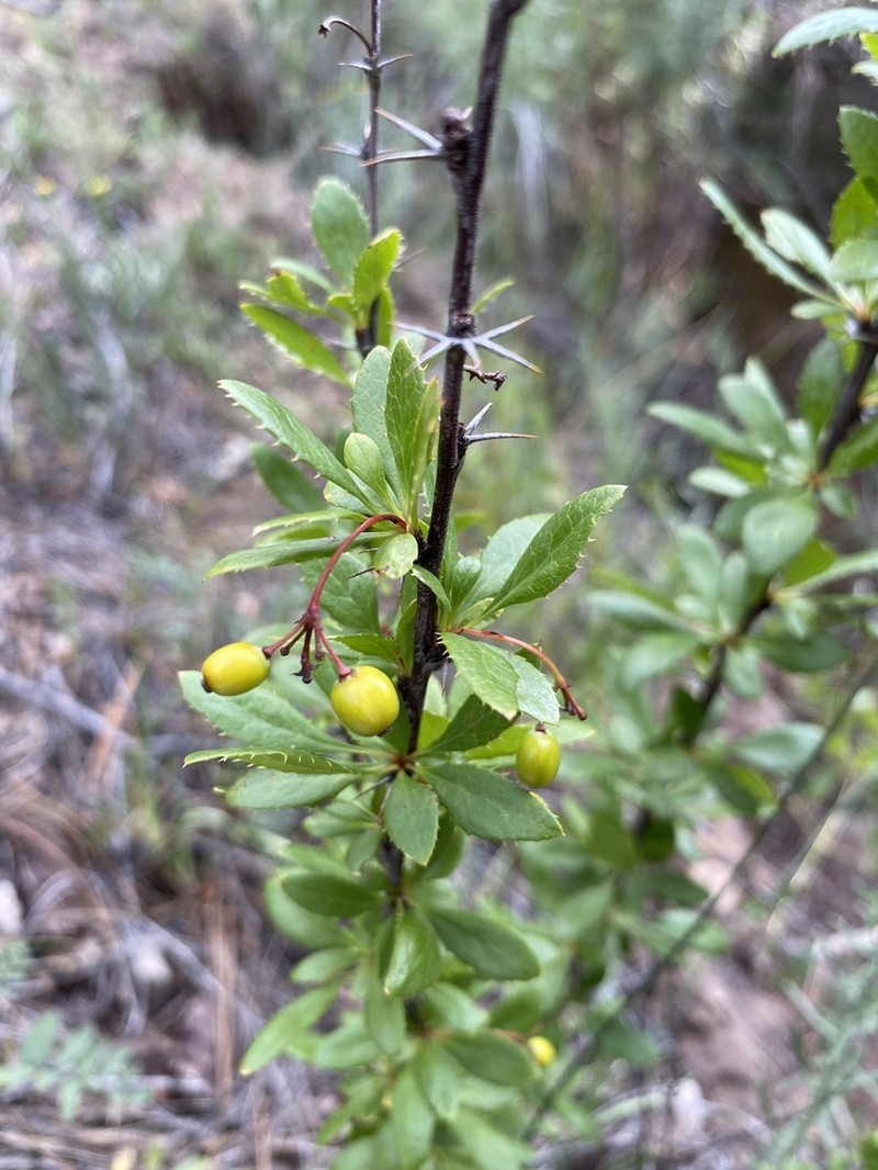 Colorado Barberry photo 3