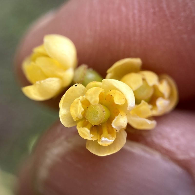 Colorado Barberry photo 4