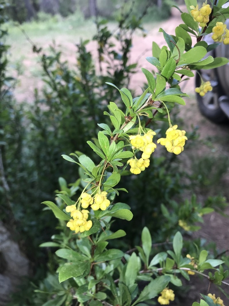 Colorado Barberry photo 5