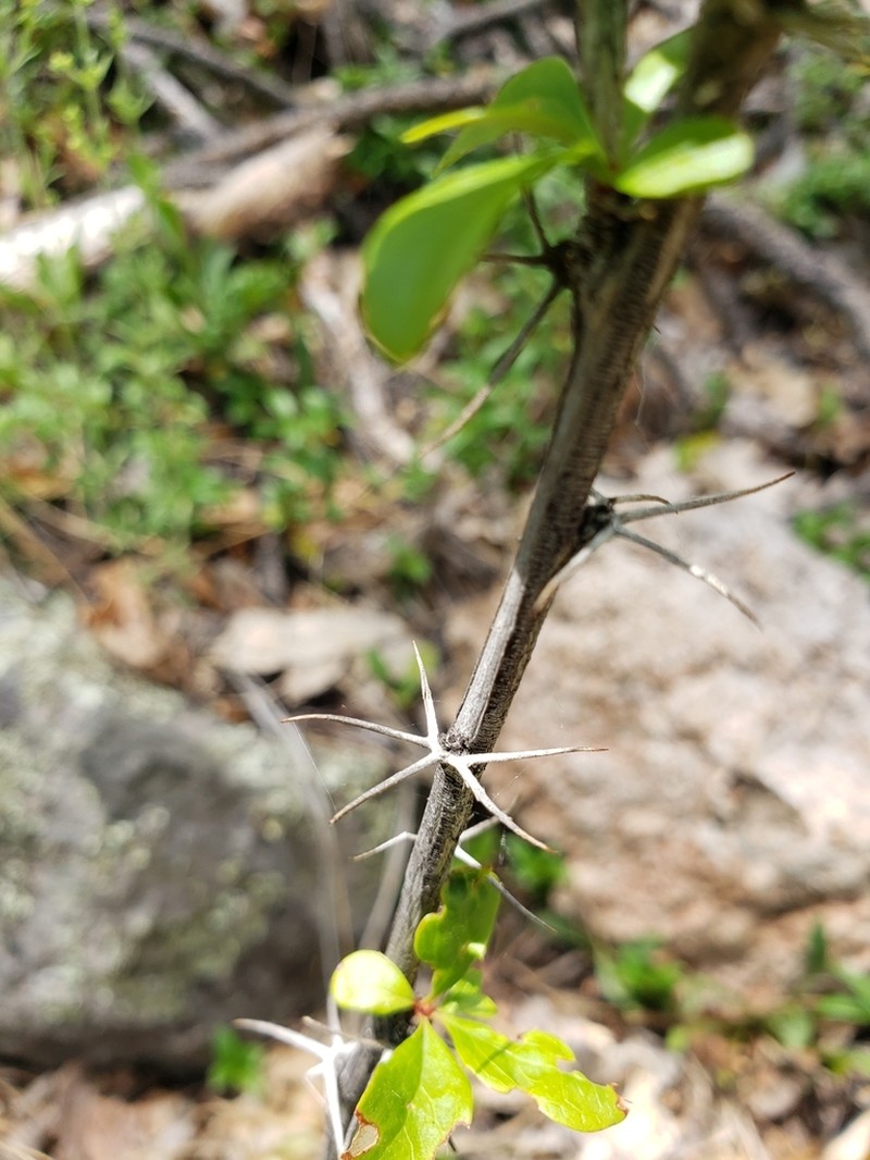 Colorado Barberry photo 6
