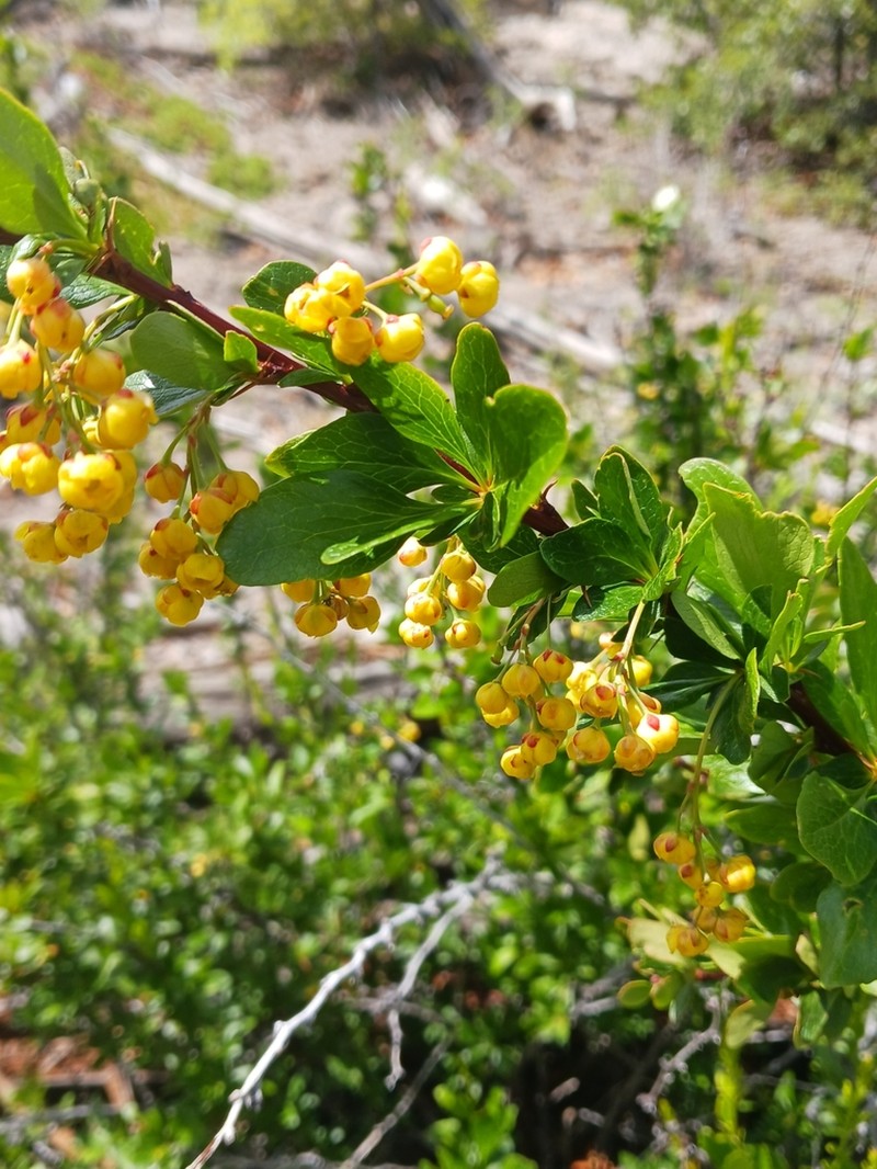 Colorado Barberry photo 7