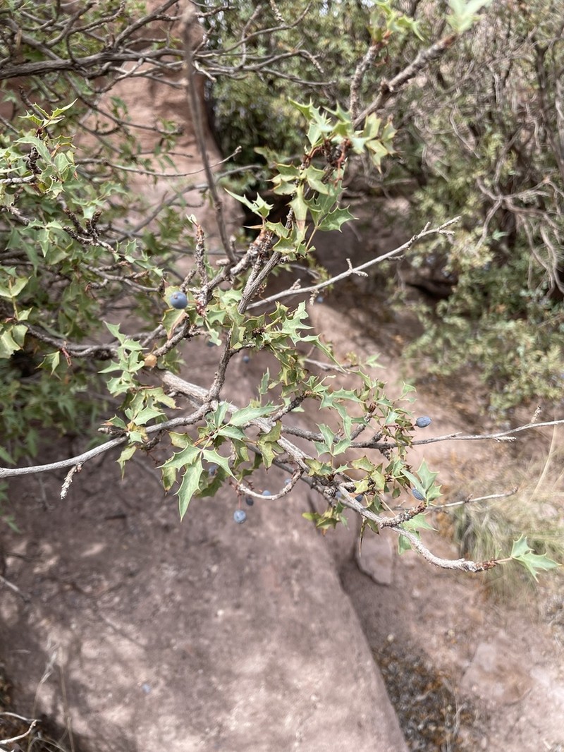 Fremont's Mahonia photo 2