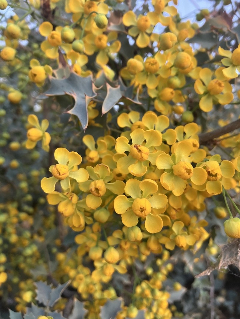 Fremont's Mahonia photo 3
