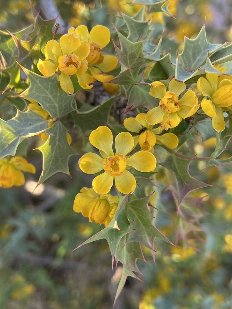 Fremont's Mahonia photo 4