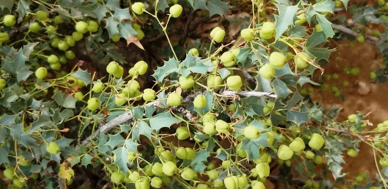 Fremont's Mahonia photo 5