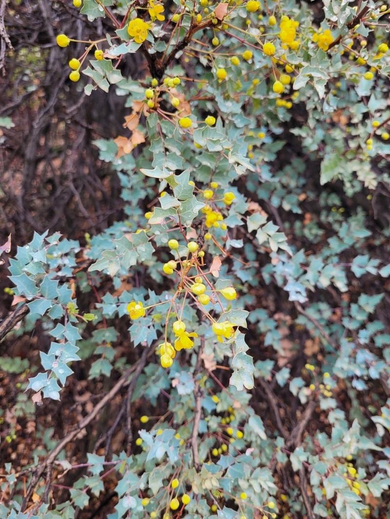 Fremont's Mahonia photo 6