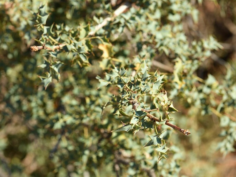 Fremont's Mahonia photo 7