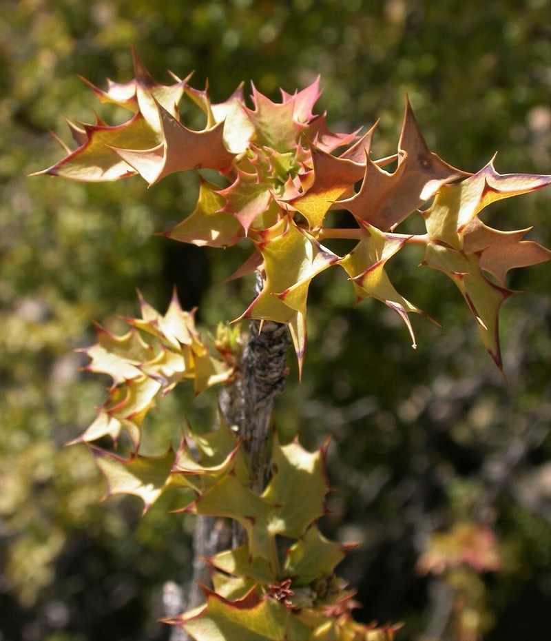 Fremont's Mahonia photo 8