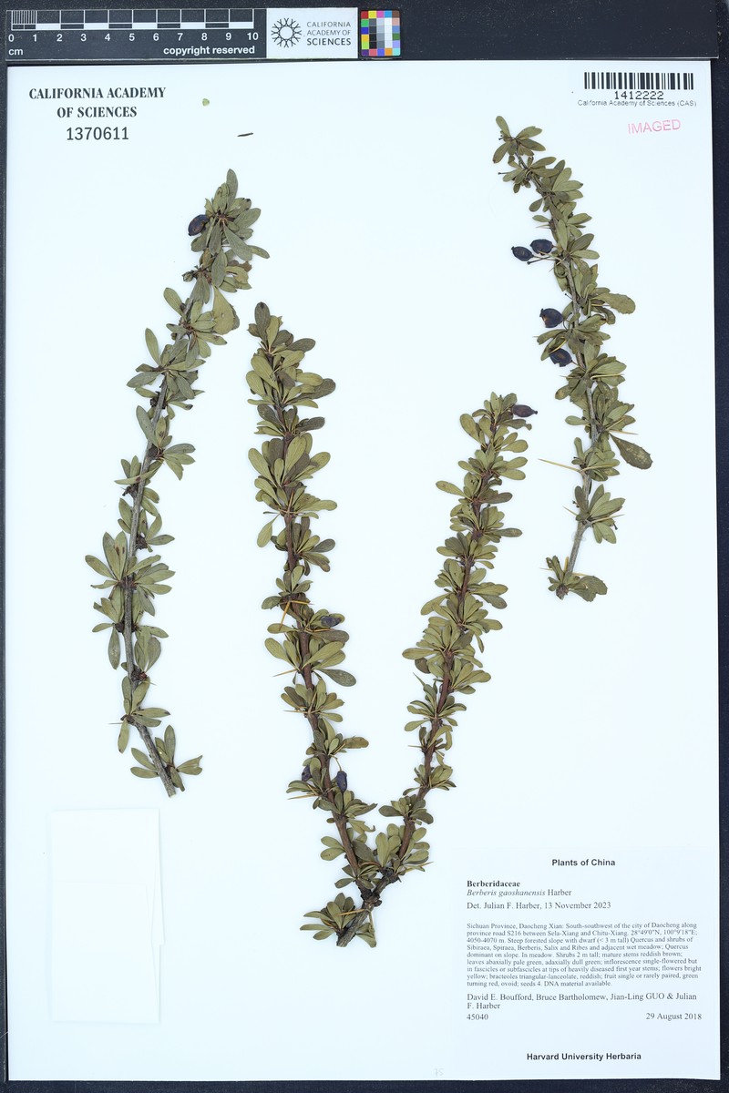 Berberis gaoshanensis photo 2