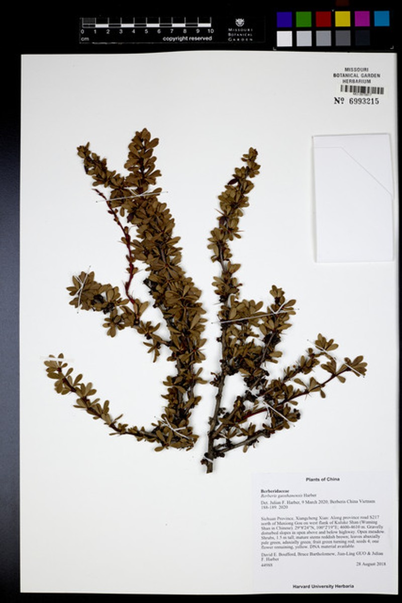 Berberis gaoshanensis photo 3