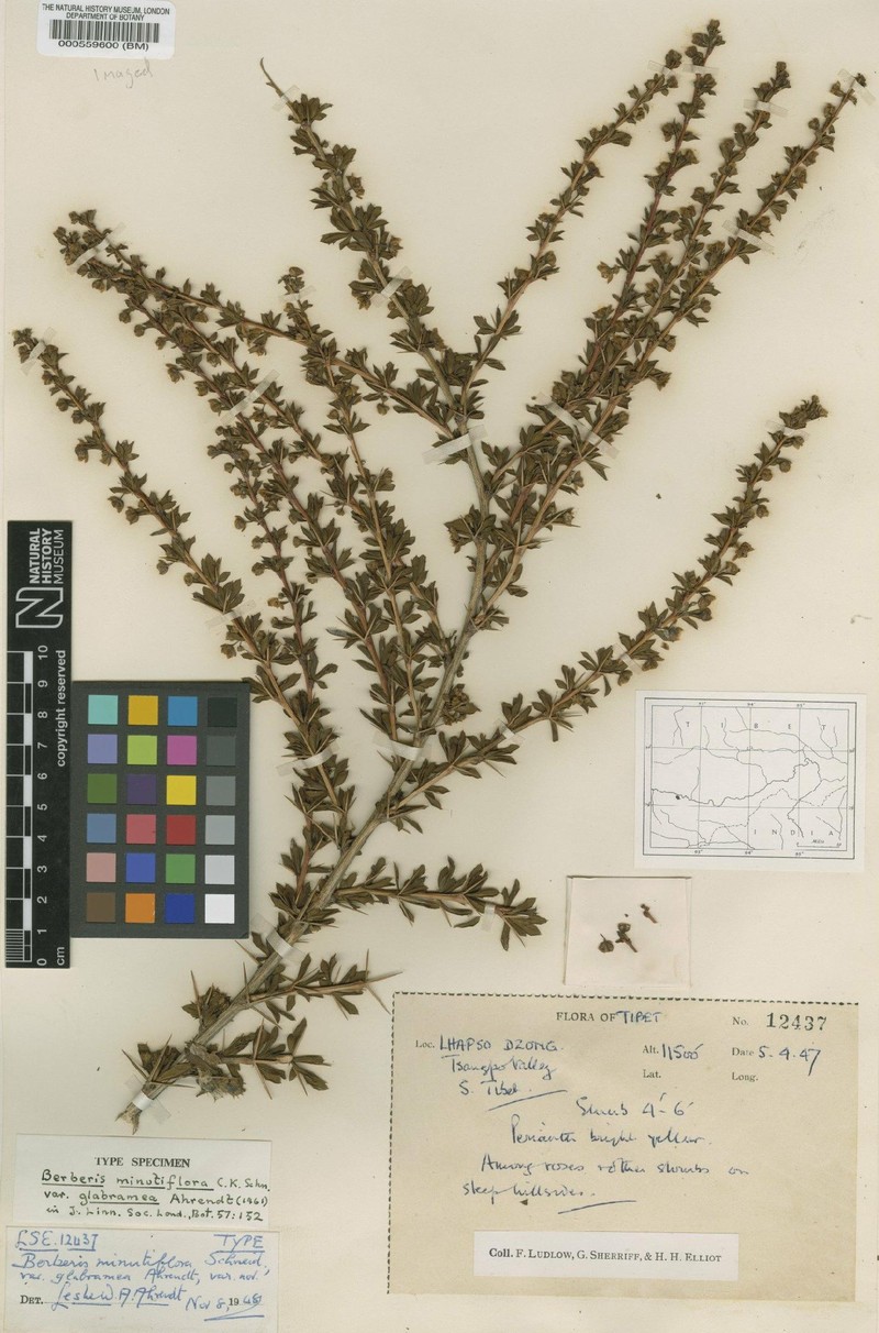 Berberis glabramea