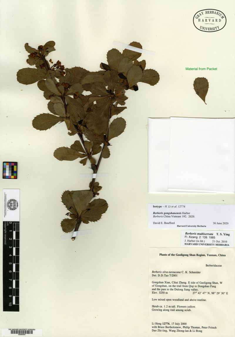 Berberis gongshanensis