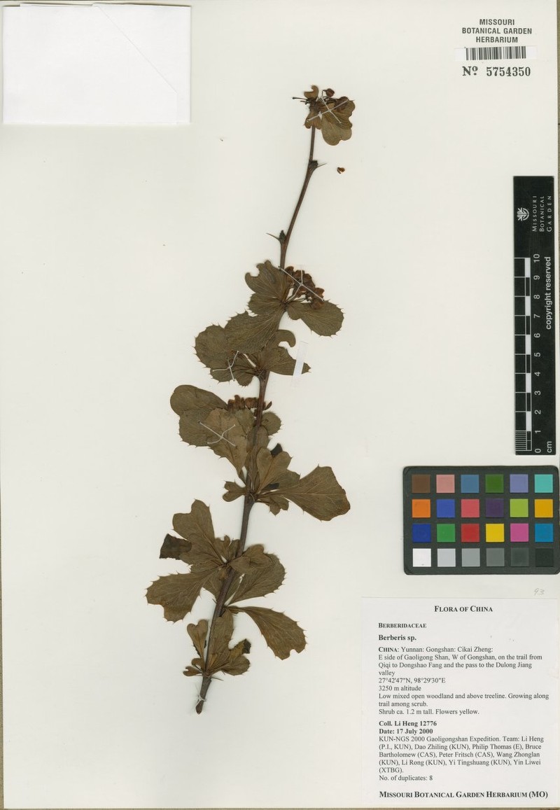 Berberis gongshanensis photo 2