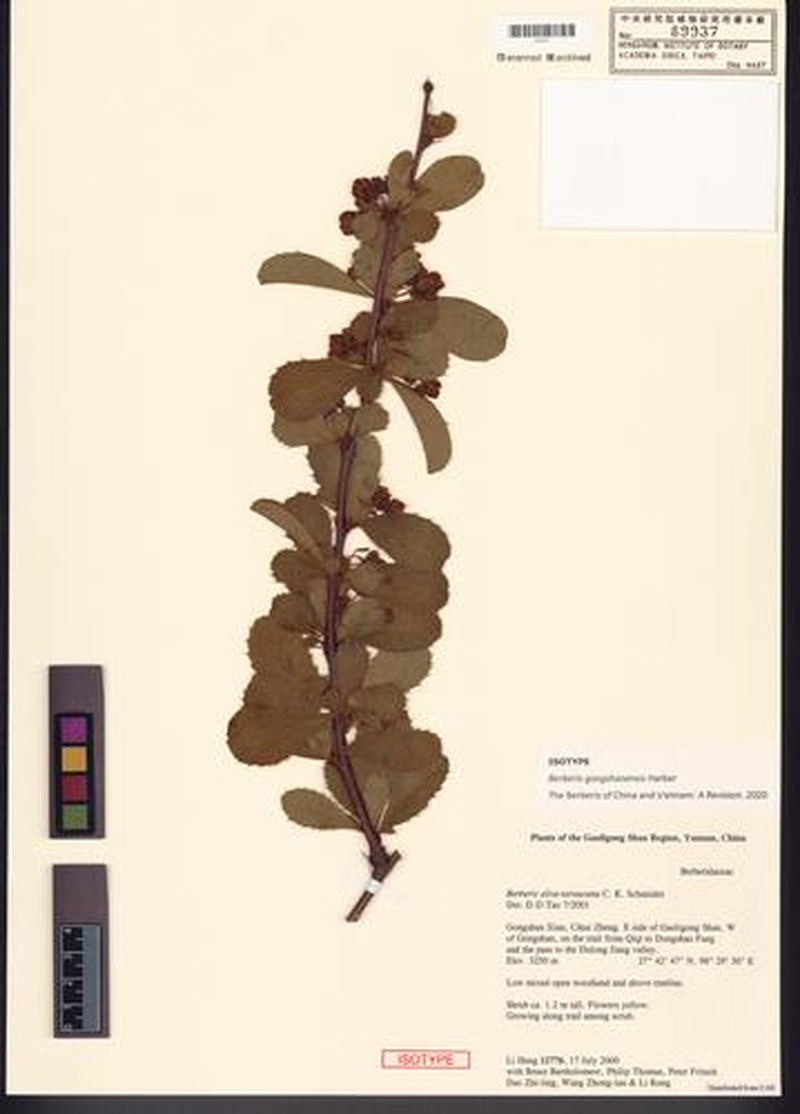 Berberis gongshanensis photo 3