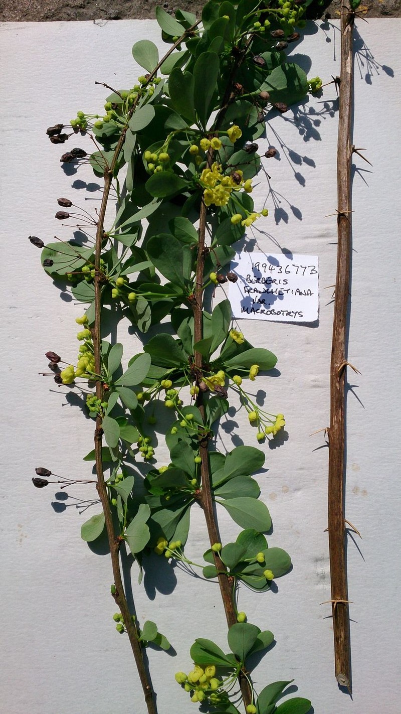 Berberis gyaitangensis