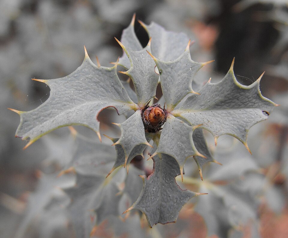 Red Barberry