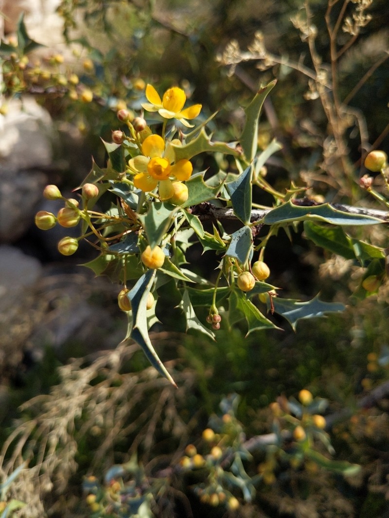 Red Barberry photo 6