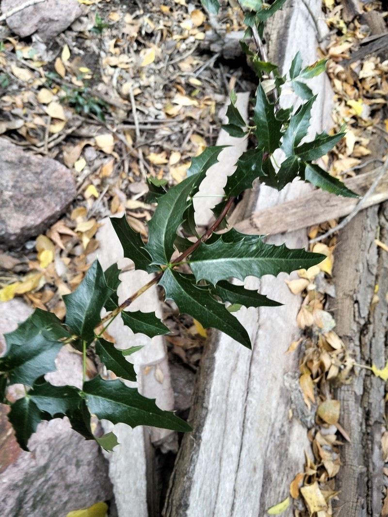 Red Barberry photo 7