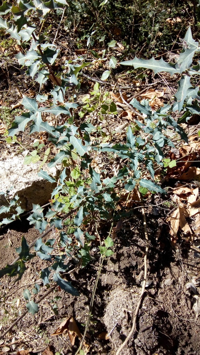 Red Barberry photo 8