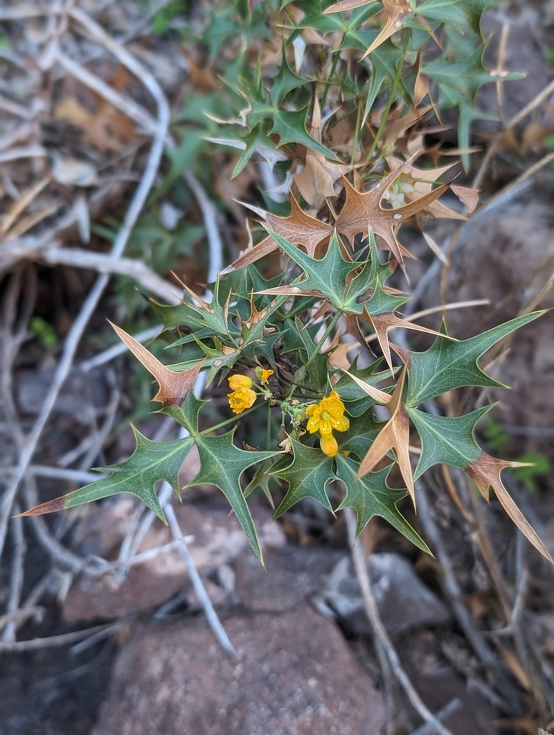 Harrison's Barberry photo 2