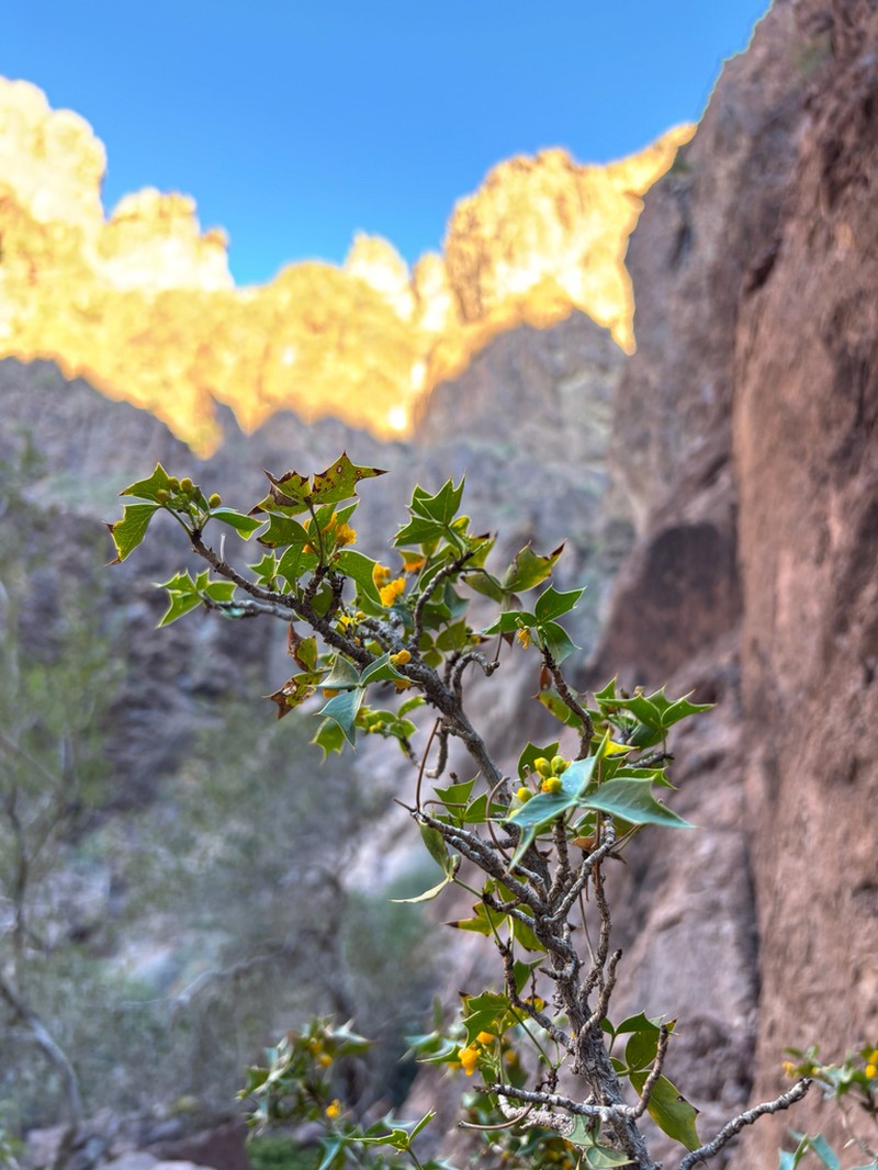 Harrison's Barberry photo 3