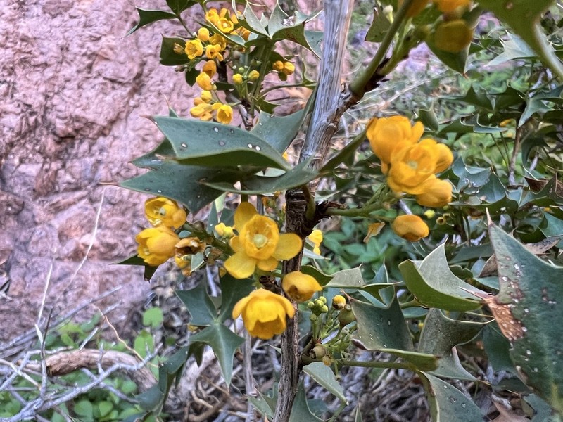 Harrison's Barberry photo 4