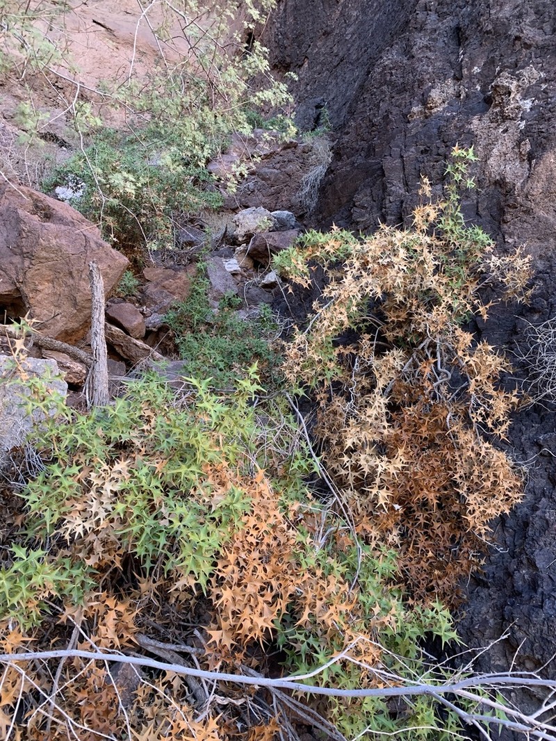 Harrison's Barberry photo 5