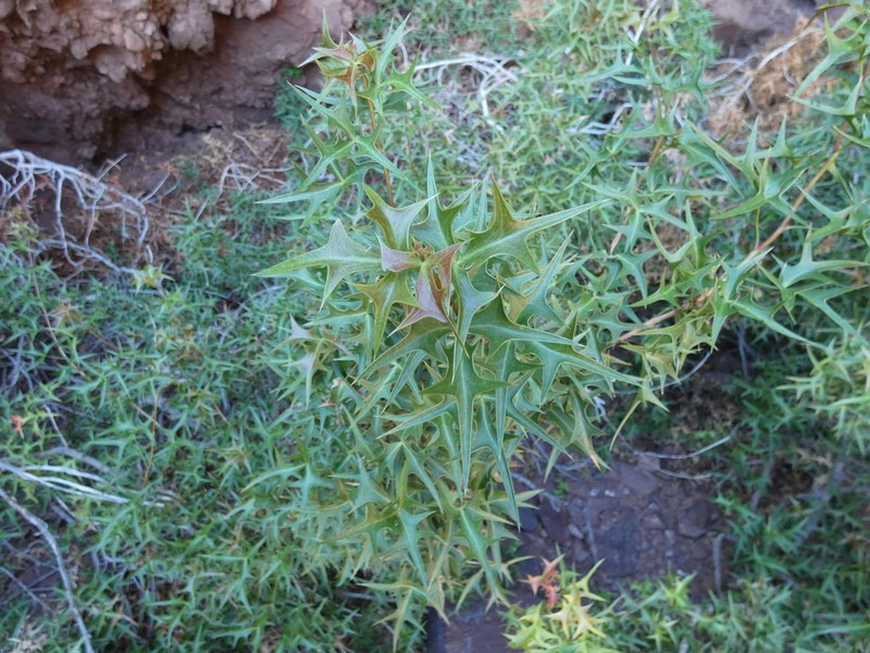 Harrison's Barberry photo 6