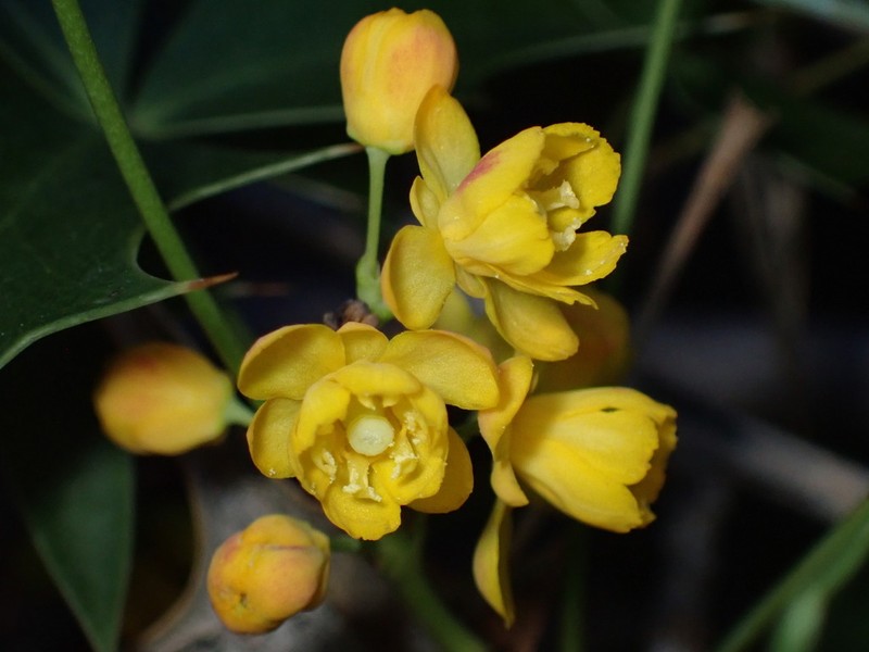 Harrison's Barberry photo 7