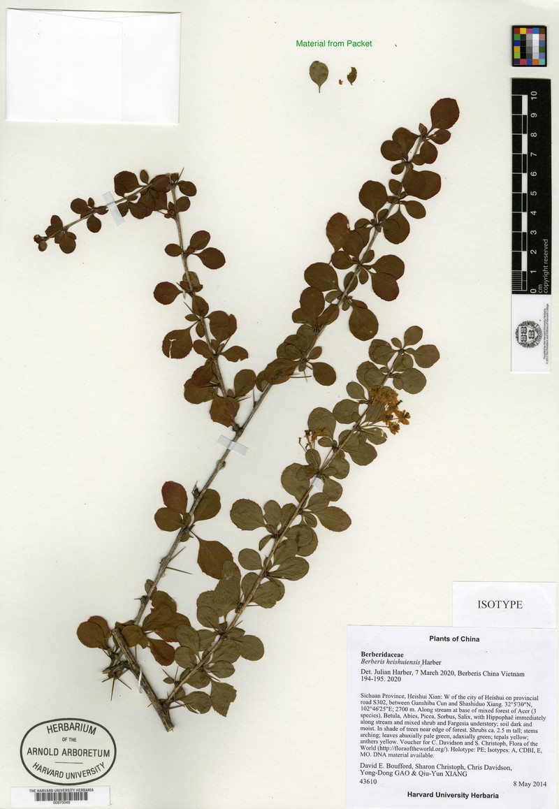 Berberis heishuiensis