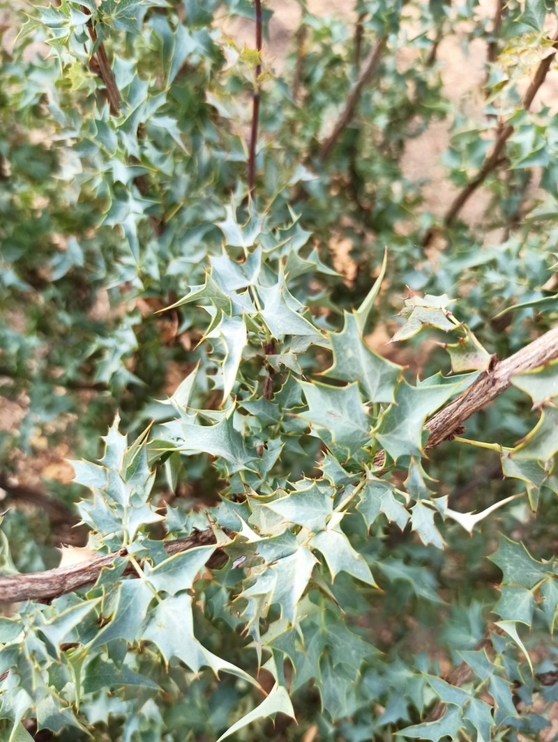 Berberis higginsiae