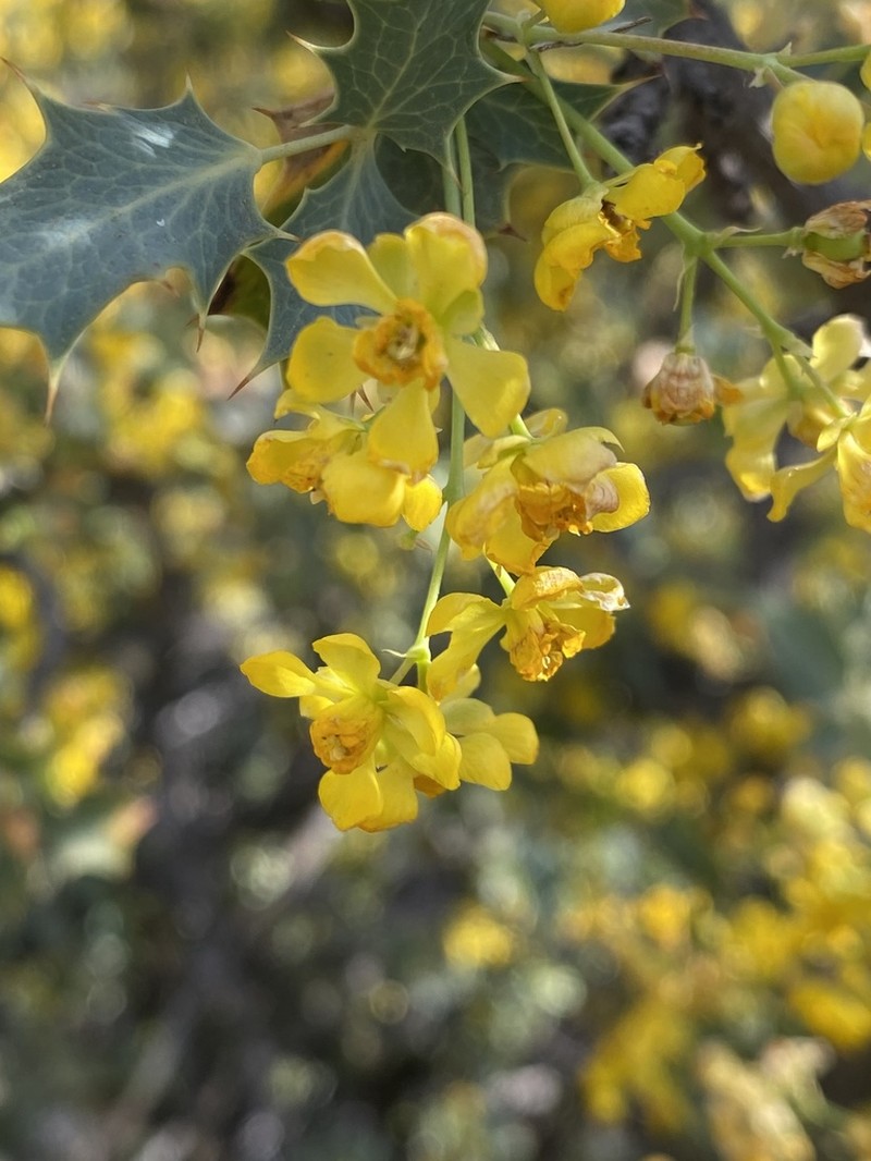 Berberis higginsiae photo 2