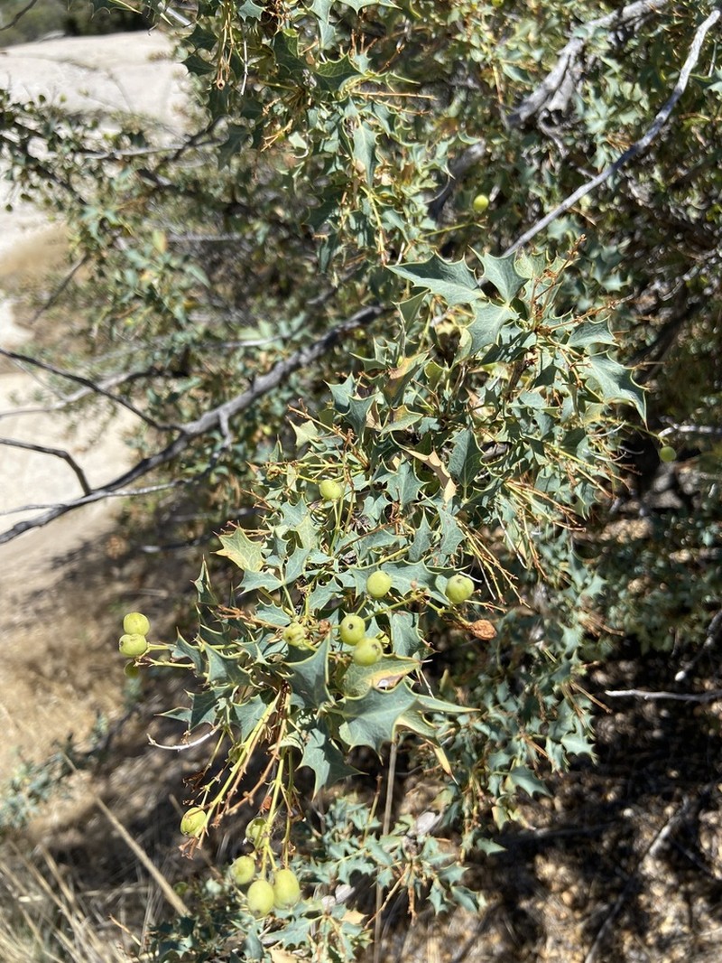 Berberis higginsiae photo 4